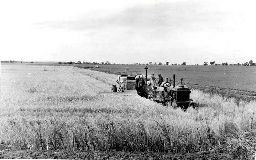 Harvesting rice by tractor